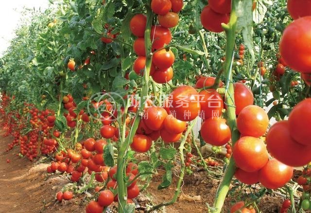 曲靖市麒麟区开发区西红柿种植基地 供应量 5吨图1