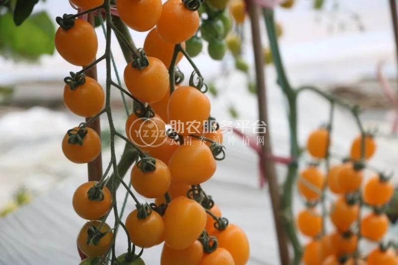 曲靖市麒麟区开发区西红柿种植基地 供应量 5吨图3