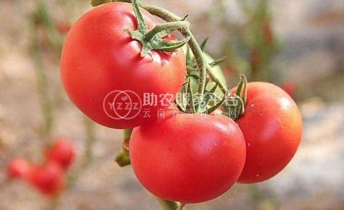 曲靖市麒麟区开发区西红柿种植基地 供应量 5吨图4
