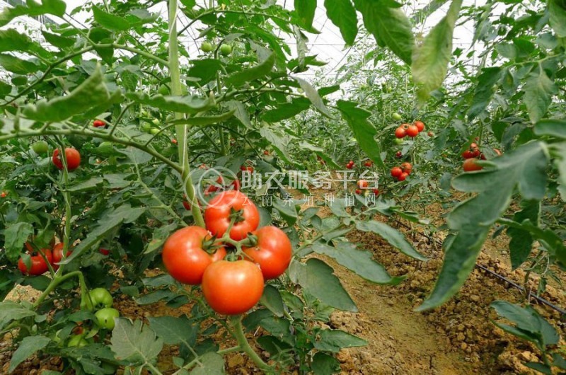 曲靖市麒麟区开发区西红柿种植基地 供应量 5吨图5