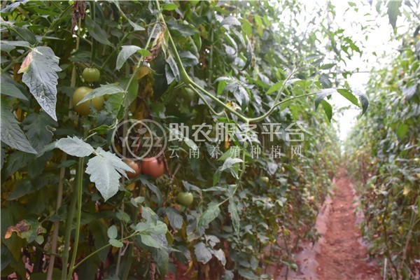 曲靖市麒麟区开发区西红柿种植基地 供应量 5吨图2