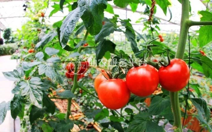 曲靖市麒麟区开发区西红柿种植基地 供应量 5吨图9