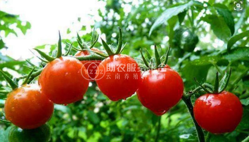曲靖市麒麟区开发区西红柿种植基地 供应量 5吨图6