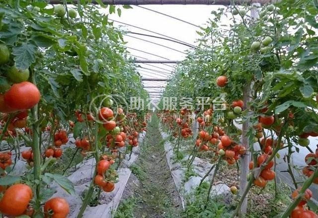 曲靖市麒麟区开发区西红柿种植基地 供应量 5吨图7