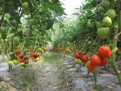 曲靖市麒麟区开发区西红柿种植基地 供应量 5吨图8