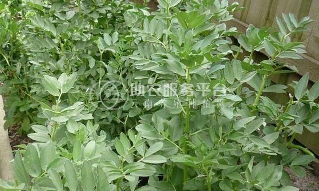 丽江国勇蚕豆种植基地供应量3吨图1