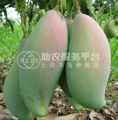 曲靖红班尖嘴芒果种植中心 供应量10吨图4