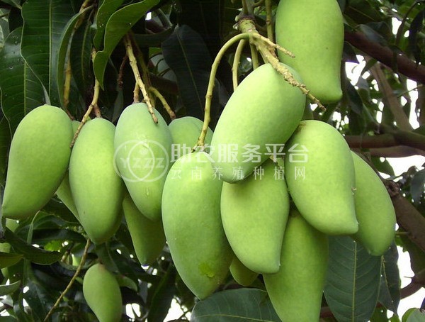 曲靖红班尖嘴芒果种植中心 供应量10吨图5