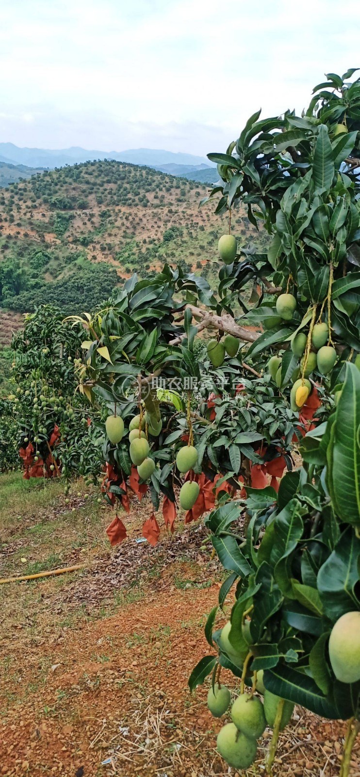 曲靖红班尖嘴芒果种植中心 供应量10吨图3