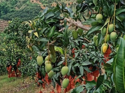 曲靖红班尖嘴芒果种植中心 供应量10吨图3