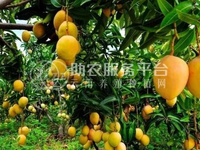 曲靖红班尖嘴芒果种植中心 供应量10吨图1