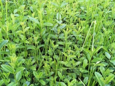 丽江国勇蚕豆种植基地供应量3吨图2
