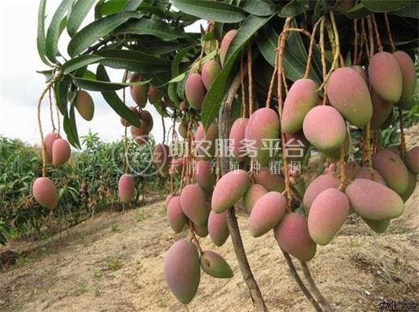 曲靖红班尖嘴芒果种植中心 供应量10吨图7