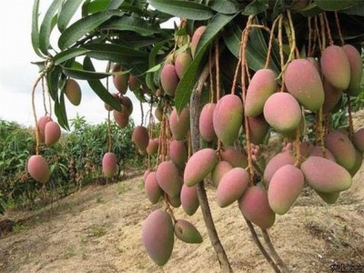 曲靖红班尖嘴芒果种植中心 供应量10吨图7