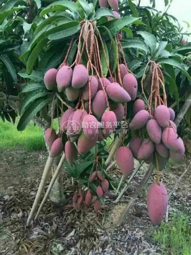 曲靖红班尖嘴芒果种植中心 供应量10吨图6