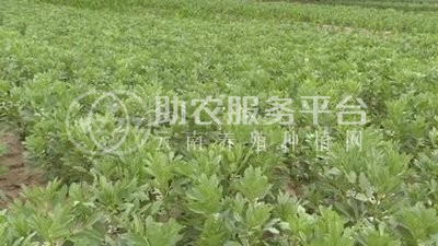 曲靖宣威市蚕豆种植中心 供应量2吨图5