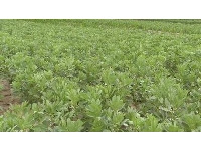 曲靖宣威市蚕豆种植中心 供应量2吨图5