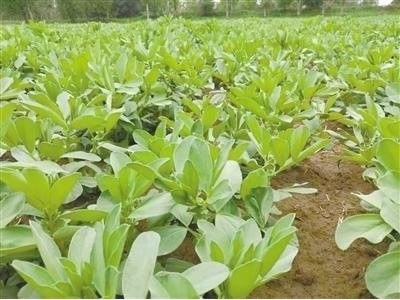 丽江国勇蚕豆种植基地供应量3吨图4