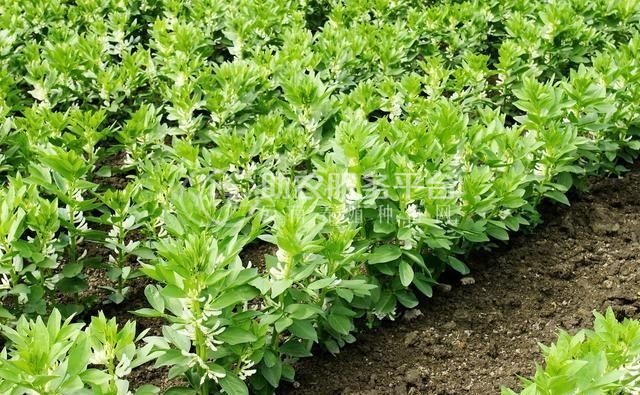 丽江国勇蚕豆种植基地供应量3吨图5