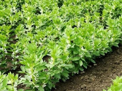 丽江国勇蚕豆种植基地供应量3吨图5