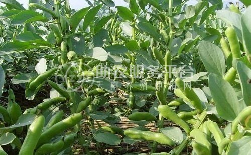 丽江国勇蚕豆种植基地供应量3吨图8