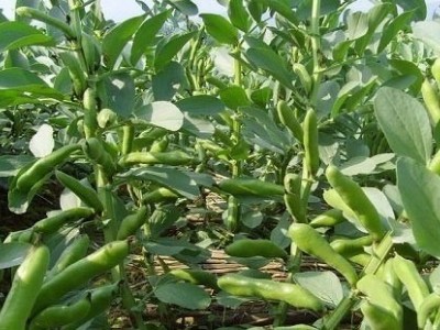 丽江国勇蚕豆种植基地供应量3吨图8