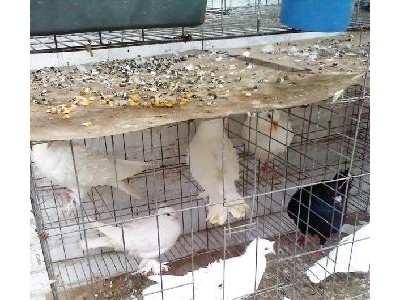 曲靖宣威市方芳信鸽养殖中心 供应量1吨图8