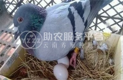 曲靖宣威市方芳信鸽养殖中心 供应量1吨图7