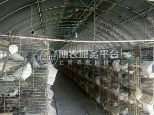 曲靖宣威市方芳信鸽养殖中心 供应量1吨图3