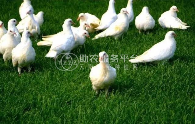 曲靖宣威市方芳信鸽养殖中心 供应量1吨图9