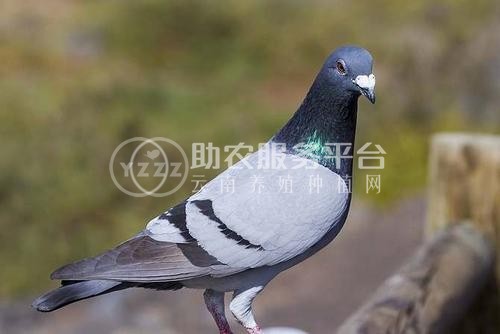 曲靖宣威市方芳信鸽养殖中心 供应量1吨图1