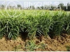 曲靖宣威市蚕豆种植中心 供应量2吨图4