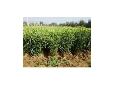 大理永平生姜种植专业合作社供应量8吨