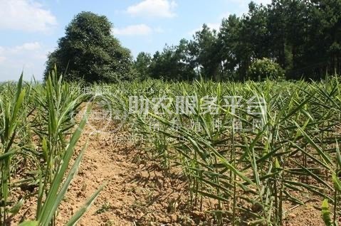 大理永平生姜种植专业合作社供应量8吨图2