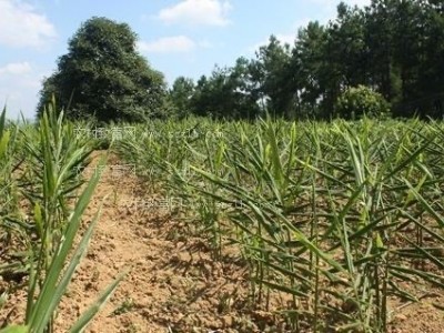大理永平生姜种植专业合作社供应量8吨图2