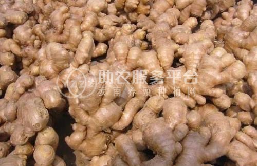 大理永平生姜种植专业合作社供应量8吨图3
