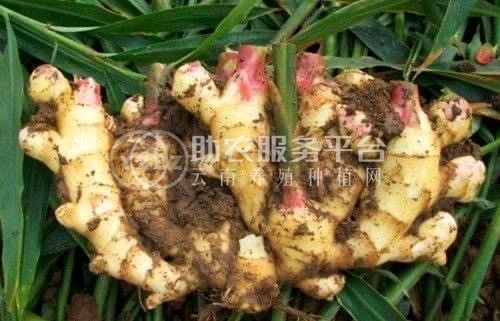 大理永平生姜种植专业合作社供应量8吨图4