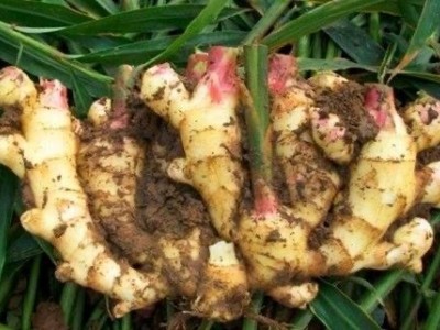 大理永平生姜种植专业合作社供应量8吨图4