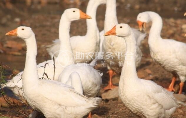 楚雄鹅养殖基地供应5000只图1