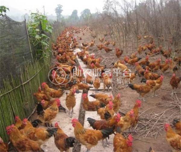 丽江建红土鸡养殖基地供应量1000只图2