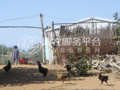 丽江建红土鸡养殖基地供应量1000只图4