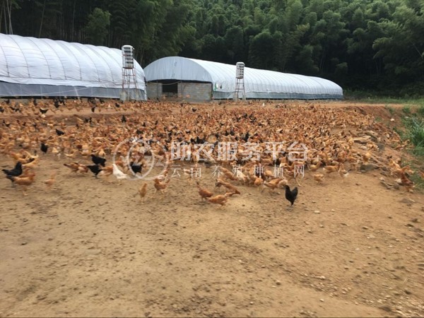 丽江建红土鸡养殖基地供应量1000只图6
