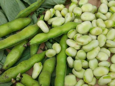 曲靖宣威市蚕豆种植中心 供应量2吨图6