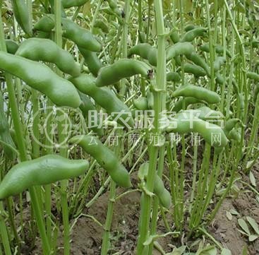 曲靖宣威市蚕豆种植中心 供应量2吨图1