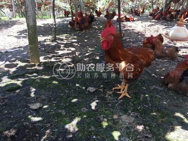 丽江建红土鸡养殖基地供应量1000只图8