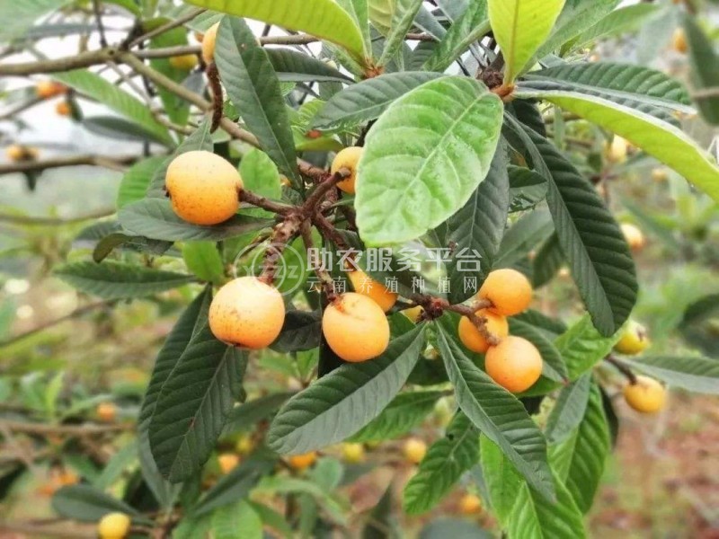 曲靖宣威市枇杷果种植中心 供应量3吨图4