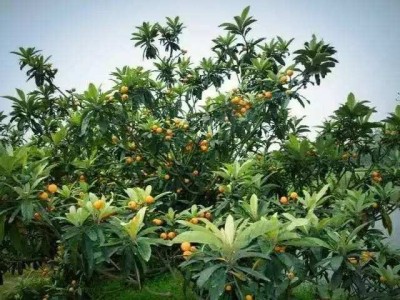 曲靖宣威市枇杷果种植中心 供应量3吨图6