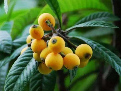 曲靖宣威市枇杷果种植中心 供应量3吨图7