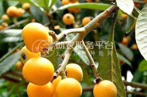 曲靖宣威市枇杷果种植中心 供应量3吨图5