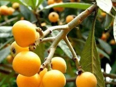曲靖宣威市枇杷果种植中心 供应量3吨图5